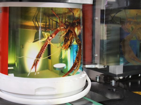 Automatic system DHDT PAILS